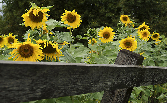 포토 JPG 해외이미지 식물 계절 꽃 줄기 잎 채소 해바라기 건강 씨앗 사람없음 초록색 여름 노란색 정원 수확 성장 개화 채식주의자 해외202004 해외포토 컬러 농업 채식 파일형식 이미지허브