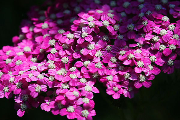 포토 JPG 해외이미지 식물 꽃잎 꽃 분홍색 백그라운드 잎 꽃무늬 자연 건강 풍경 사람없음 야외 물 여름 빛 햇빛 태양 노란색 정원 봄 들꽃 벚꽃 신선 약초 허브 관목 원예 영원 해외202004 해외포토 자연요소 나무 계절 컬러 무늬 취미 풀_식물 생태계 파일형식 이미지허브