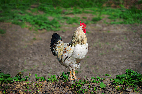 포토 JPG 해외이미지 동물 응시 남자 자연 조류 건강 서기 사람없음 옆모습 빨간색 초록색 컬러풀 농장 쌓기 정원 검은색 치킨 흙 회색 시골 관찰 큼 깃털 리더 수탉 내추럴 뒤뜰 밭일 해외202004 해외포토 시선 뷰포인트 컬러 농업 모션 사람 닭 크기 수컷 생태계 닭고기요리 파일형식 이미지허브