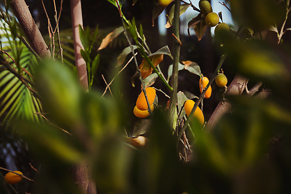 포토 JPG 해외이미지 나무 식물 아시아 음식 줄기 백그라운드 잎 농업 오렌지 과일 자연 아침 귤 건강 사람없음 초록색 농작물 햇빛 노란색 정원 중국 수확 나뭇가지 과수원 엿보기 관목 유기농 원예 내추럴 블러 숙성 이국적 이스라엘 많음 해외202004 해외포토 주간 웰빙 나라 산업 컬러 컨셉 모션 취미 태양 생태계 서아시아 파일형식 이미지허브