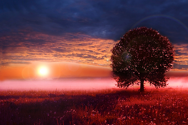 포토 JPG 해외이미지 나무 구름 계절 꽃 유럽 도로 여행 백그라운드 잎 밭 오렌지 자연 하늘 추상 주택 파노라마 풍경 사람없음 초록색 여름 태양 농장 마을 일출 맑음 일몰 가을 시골 소 저녁 시리얼 밀 러시아 러시아인 방법 블러 호밀 귀리 해외202004 해외포토 자연요소 서양인 식물 나라 길 음식 컬러 무늬 농업 과일 포유류 교통시설 날씨 곡류 촬영기법 건물 노을 야간 생태계 파일형식 이미지허브