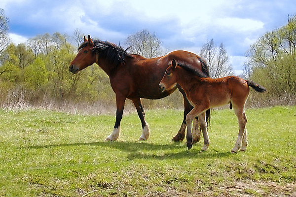 포토 JPG 해외이미지 동물 밭 포유류 가족 자연 엄마 서기 사람없음 야외 초록색 농장 갈색 기댐 가축 봄 신생아 쌍 소 방목 먹기 갈기 망아지 돌봄 해외202004 해외포토 계절 새끼 컬러 농업 관계 모션 아기 말_동물 축산업 생태계 파일형식 이미지허브