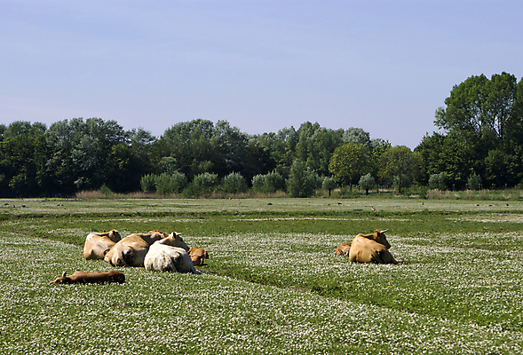 포토 JPG 해외이미지 나무 밭 농업 자연 하늘 휴식 풍경 사람없음 초록색 가축 소 거짓말 해외202004 해외포토 식물 동물 산업 컬러 컨셉 포유류 생태계 파일형식 이미지허브