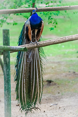 포토 JPG 해외이미지 동물 야생동물 패턴 자연 조류 사람없음 목재 초록색 파란색 컬러풀 머리 활발 공작 깃털 꼬리 부리 봉 보여주기 멀티 터키석 해외202004 해외포토 나무 컬러 컨셉 무늬 재료 모션 신체부위 보석 생태계 파일형식 이미지허브
