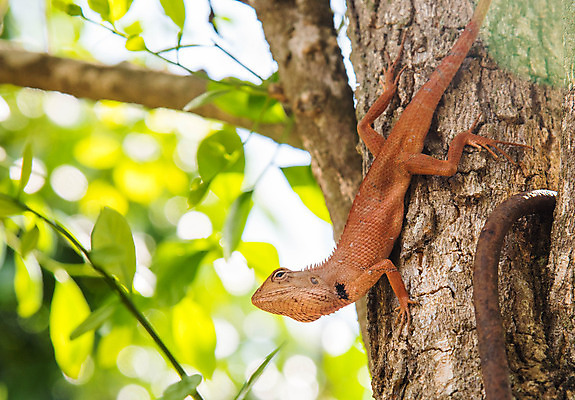 포토 JPG 해외이미지 동물 척추동물 아시아 파충류 자연 사람없음 파란색 컬러풀 용 도마뱀 이구아나 카멜레온 해외202004 해외포토 나라 컬러 생태계 파일형식 이미지허브
