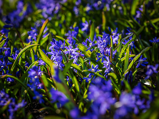 포토 JPG 해외이미지 식물 계절 공원 꽃잎 꽃 줄기 밭 전구 자연 씨앗 사람없음 초록색 여름 파란색 정원 봄 활발 종 침대 개화 난초 4월 제비꽃 네덜란드 생태계 원예 질감 강렬 블루벨 히아신스 벨벳 해외202004 해외포토 공공시설 유럽 컬러 가구 컨셉 농업 취미 날짜 실크 파일형식 이미지허브