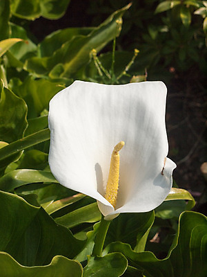 포토 JPG 해외이미지 식물 꽃잎 꽃 줄기 분홍색 꽃다발 잎 꽃무늬 사람없음 초록색 장미 정원 봄 벚꽃 종 흰색 오픈 개화 관목 순수 싱글 감싸기 고립 칼라꽃 해외202004 해외포토 나무 계절 컬러 컨셉 무늬 모션 파일형식 이미지허브
