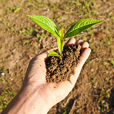 포토 JPG 해외이미지 주간 손 들기 야외 신체부위 새싹 흙 해외202004 해외포토 자연요소 식물 모션 사람 파일형식 이미지허브
