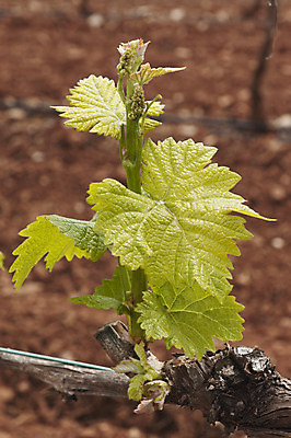 포토 JPG 해외이미지 계절 잎 농업 오렌지 사람없음 빨간색 초록색 노란색 흙 봄 성장 시골 발사 포르투갈 묘사 순환 포도밭 포도나무 파열 기르기 줄서기 해외202004 해외포토 식물 유럽 산업 컬러 밭 과일 모션 과일나무 돌봄 파일형식 이미지허브