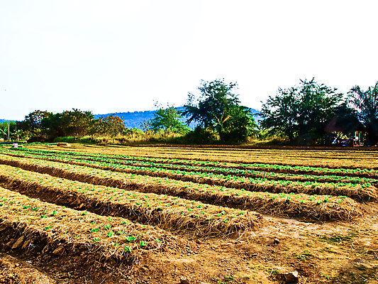 포토 JPG 해외이미지 식물 구름 산업 문화 선 음식 잎 밭 농업 채소 태국 자연 하늘 건강 풍경 사람없음 야외 초록색 여름 파란색 농작물 농장 농경지 정원 흙 봄 샐러드 수확 성장 시골 신선 땅 유기농 원예 장면 밭일 숙성 줄서기 세련 해외202004 해외포토 자연요소 웰빙 계절 아시아 컬러 모션 취미 생태계 파일형식 이미지허브