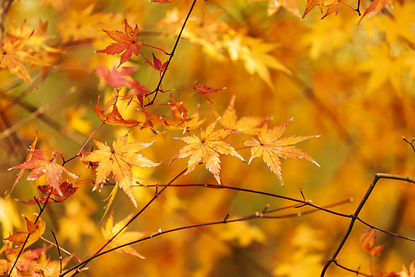 포토 JPG 해외이미지 식물 계절 백그라운드 잎 꽃무늬 자연 아침 건강 사람없음 야외 초록색 여름 파란색 빛 햇빛 환경 화목 봄 성장 신선 떨어짐 숲 이슬 순수 유기농 생물학 부드러움 내추럴 카피스페이스 해외202004 해외포토 주간 웰빙 교육 꽃 컬러 컨셉 무늬 태양 공백 감각 생태계 파일형식 이미지허브
