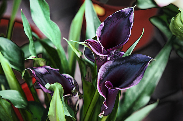 포토 JPG 해외이미지 꽃 백그라운드 잎 꽃무늬 자연 사람없음 정원 보라색 검은색 벚꽃 신선 신용카드 제비꽃 이국적 칼라꽃 해외202004 해외포토 식물 컬러 무늬 금융 생태계 파일형식 이미지허브