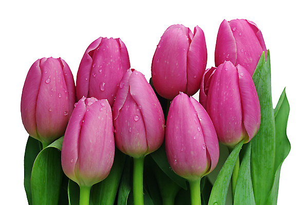 포토 JPG 해외이미지 식물 꽃잎 꽃 줄기 분홍색 꽃다발 백그라운드 꽃무늬 엄마 사람없음 초록색 물 여름 컬러풀 정원 봄 활발 튤립 벚꽃 흰색 물방울 개화 이슬 오브젝트 강렬 고립 해외202004 해외포토 자연요소 계절 컬러 컨셉 무늬 가족 파일형식 이미지허브