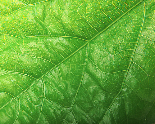 포토 JPG 해외이미지 모양 나무 식물 디자인 계절 백그라운드 잎 패턴 자연 벽지 사람없음 장식 초록색 빛 환경 봄 성장 가을 신선 투명 묘사 유기농 질감 내추럴 생태학 엘리먼트 해외202004 해외포토 웰빙 교육 컬러 무늬 생태계 파일형식 이미지허브