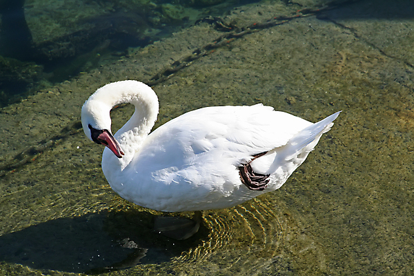 포토 JPG 해외이미지 호수 날개 조류 수영장 사람없음 물 수영 흰색 우아함 씻기 청소 깃털 백조 해외202004 해외포토 자연요소 동물 컬러 컨셉 청결 수상스포츠 파일형식 이미지허브
