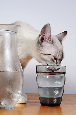 포토 JPG 해외이미지 동물 포유류 유리 사람없음 물 반려동물 고양이 줄무늬 회색 마시기 조끼 핥기 혀 해외202004 해외포토 자연요소 컬러 무늬 모션 재질 외투 입 파일형식 이미지허브