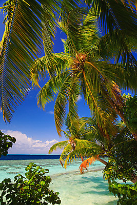 포토 JPG 해외이미지 나무 식물 구름 모래 파도 바다 섬 여행 잎 자연 하늘 휴가 휴식 손바닥 풍경 사람없음 야외 물 여름 파란색 햇빛 태양 여행객 수영 침묵 만 휴양지 장면 태평양 암초 세이셸 석호 몰디브 터키석 수평선 해외202004 해외포토 자연요소 손 계절 아시아 컬러 컨셉 아프리카 사람 소리 장소 수상스포츠 보석 생태계 파일형식 이미지허브