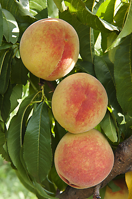 포토 JPG 해외이미지 나무 식물 계절 음식 백그라운드 잎 농업 다이어트 오렌지 과일 자연 건강 사람없음 야외 빨간색 초록색 농작물 컬러풀 농장 노란색 정원 수확 성장 나뭇가지 신선 그룹 달콤 맛 과수원 다발 유기농 원예 복숭아 자두 내추럴 고립 밭일 숙성 해외202004 해외포토 웰빙 산업 컬러 컨셉 취미 생태계 파일형식 이미지허브
