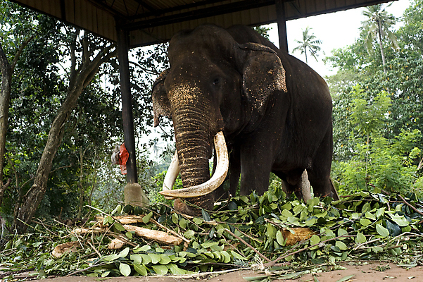 포토 JPG 해외이미지 식물 동물 척추동물 1 응시 아시아 야생동물 음식 잎 포유류 자연 코끼리 동물원 종류 손바닥 사람없음 가로 빛 울타리 태양 농장 갈색 노란색 일몰 시골 아기 큼 인도인 먹기 사파리 장면 주둥이 스리랑카 옛날 혼자 해외202004 해외포토 자연요소 외국인 손 시선 나라 컬러 농업 모션 사람 동양인 담장 노을 크기 생태계 파일형식 이미지허브