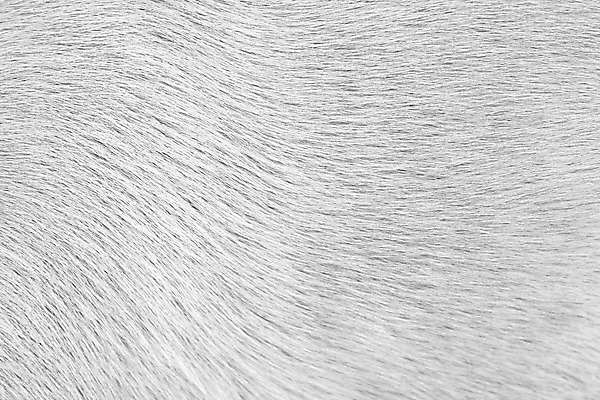 포토 JPG 해외이미지 동물 백그라운드 패턴 털 사람없음 흰색 개 그늘 피부 질감 솜털 늑대 헛간 송곳니 해외202004 해외포토 컬러 무늬 포유류 신체부위 치아 저장고 파일형식 이미지허브