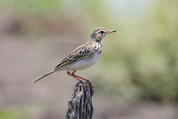 포토 JPG 해외이미지 나무 동물 여자 남자 아시아 얼굴 야생동물 백그라운드 날개 자연 조류 사람없음 야외 목재 가로 초록색 컬러풀 머리 환경 나뭇가지 막대기 닫기 숲 깃털 꼬리 부리 서식지 생태학 이국적 해외202004 해외포토 식물 교육 나라 컬러 재료 모션 사람 신체부위 생태계 파일형식 이미지허브