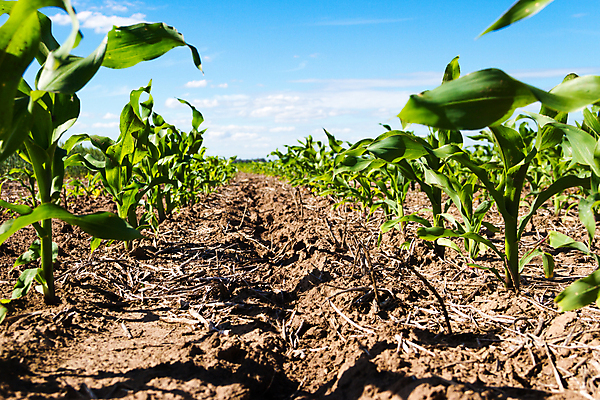 포토 JPG 해외이미지 문화 지구 음식 줄기 백그라운드 잎 밭 농업 자연 하늘 옥수수 풍경 사람없음 초록색 농장 새싹 경작 수확 성장 상품 땅 만취 쟁기 줄서기 세련 해외202004 해외포토 식물 산업 컬러 모션 곡류 농사 생태계 술취함 파일형식 이미지허브