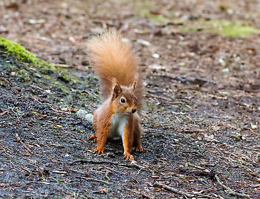 포토 JPG 해외이미지 나무 동물 야생동물 포유류 자연 사람없음 목재 행운 원주민 보호 설치류 숲 서식지 삼림지대 해외202004 해외포토 식물 컨셉 재료 아프리카인 생태계 파일형식 이미지허브