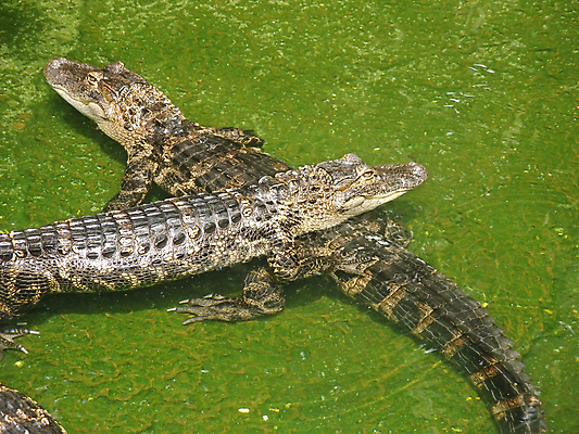 포토 JPG 해외이미지 호수 신체 저울 사람없음 물 수영 꼬리 악어 해외202004 해외포토 자연요소 파충류 수상스포츠 파일형식 이미지허브