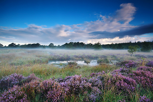 포토 JPG 해외이미지 식물 구름 계절 꽃 분홍색 자연 하늘 아침 풍경 사람없음 야외 여름 파란색 보라색 젖음 들꽃 안개 벚꽃 시골 개화 습지 숲 제비꽃 속도 네덜란드 변소 해외202004 해외포토 주간 자연요소 유럽 컬러 날씨 생태계 파일형식 이미지허브