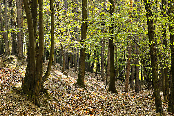 포토 JPG 해외이미지 나무 식물 공원 유럽 낙엽 자연 그림자 서기 풍경 사람없음 초록색 여름 환경 맑음 봄 다양 성장 나뭇가지 신선 행운 황무지 습지 숲 신비 에코 생태계 마법 서식지 내추럴 깊이 삼림지대 썩음 옛날 해외202004 해외포토 계절 공공시설 나라 컬러 다수 컨셉 잎 모션 날씨 파일형식 이미지허브