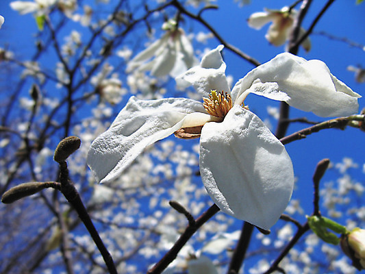 포토 JPG 해외이미지 나무 식물 공원 꽃잎 꽃 잎 꽃무늬 자연 하늘 사랑 사람없음 야외 초록색 파란색 햇빛 정원 봄 성장 벚꽃 흰색 나뭇가지 향수 향기 목련 깊이 취급주의 해외202004 해외포토 계절 공공시설 감정 컬러 무늬 경고 태양 화장품 생태계 냄새 파일형식 이미지허브