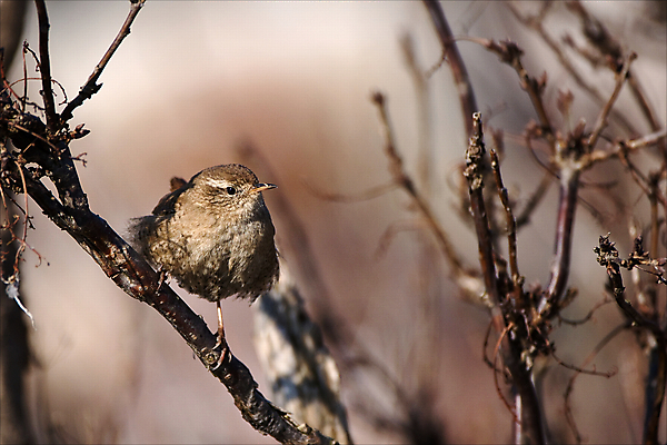포토 JPG 해외이미지 나무 동물 디자인 야생동물 백그라운드 겨울 날개 모션 자연 조류 주택 경고 미술 안전 취미 사람없음 야외 가로 여름 빛 컬러풀 갈색 노란색 봄 코트 나뭇가지 작음 깃털 사인 부리 내추럴 고립 동물상 뒤뜰 해외202004 해외포토 식물 계절 컬러 문화예술 건물 조형물 외투 크기 생태계 파일형식 이미지허브