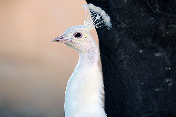 포토 JPG 해외이미지 나무 동물 1 공원 야생동물 포즈 백그라운드 자연 조류 동물원 사람없음 야외 초록색 컬러풀 머리 활발 흰색 우아함 닫기 공작 깃털 부리 목 웅장함 해외202004 해외포토 식물 공공시설 컬러 컨셉 모션 신체부위 생태계 파일형식 이미지허브
