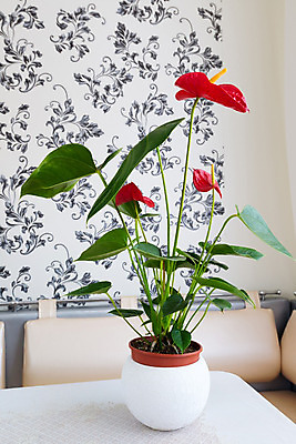 포토 JPG 해외이미지 식물 꽃 화분 백그라운드 잎 자연 실내 사람없음 내부 장식 빨간색 초록색 방 벚꽃 흰색 냄비 큼 심기 인공 해외202004 해외포토 컬러 모션 솥 크기 생태계 파일형식 이미지허브