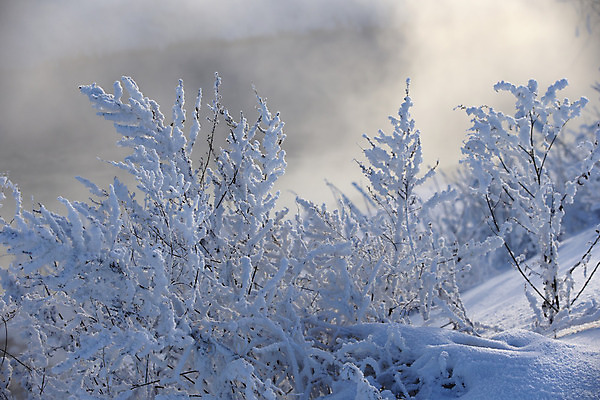 포토 JPG 해외이미지 나무 계절 겨울 밭 자연 하늘 아침 날씨 풍경 사람없음 야외 목재 물 파란색 빛 강 햇빛 태양 맑음 냉동 얼음 추위 광선 흰색 시골 숲 서리 장면 1월 눈내림 해외202004 해외포토 주간 자연요소 식물 컬러 농업 재료 눈_날씨 날짜 생태계 파일형식 이미지허브
