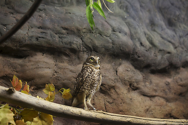 포토 JPG 해외이미지 나무 동물 야생동물 캐나다 자연 조류 가면 앉기 사람없음 야외 목재 갈색 미국 줄무늬 자유 시골 우아함 숲 큼 깃털 부리 육식동물 부엉이 에콰도르 사냥꾼 브라질 노려봄 외양간 동물상 웅장함 워싱턴 전국 해외202004 해외포토 식물 직업 컬러 컨셉 북아메리카 무늬 재료 모션 표정 조형물 남아메리카 크기 생태계 파일형식 이미지허브