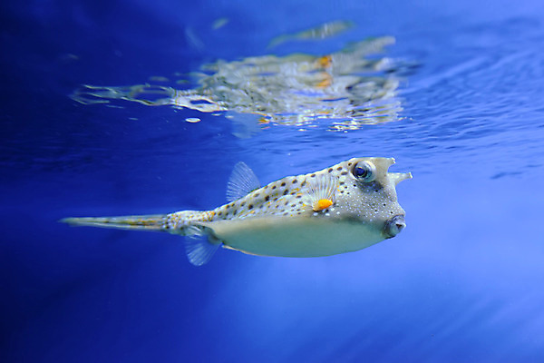 포토 JPG 해외이미지 동물 야생동물 바다 섬 여행 백그라운드 학교 자연 휴가 바닥 이집트 어류 풍경 사람없음 빨간색 물 파란색 컬러풀 노란색 환경 바닷속 수중 수영 스노클링 산호 아래 다이빙 암초 수족관 내추럴 깊이 소금물 이국적 해외202004 해외포토 자연요소 교육 컬러 아프리카 수중동물 수상스포츠 자포동물 방향 생태계 위치 수중스포츠 파일형식 이미지허브