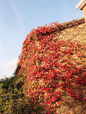 포토 JPG 해외이미지 나무 식물 디자인 계절 공원 아시아 벽 백그라운드 단풍 잎 건축양식 자연 추상 건조 미술 동양인 풍경 사람없음 목재 장식 빨간색 컬러풀 노란색 덮개 가을 황금 숲 배열 허브 관목 질감 그런지 블러 옛날 해외202004 해외포토 공공시설 건축 나라 컬러 무늬 재료 문화예술 인종 뚜껑 생태계 파일형식 이미지허브