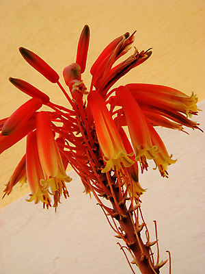 포토 JPG 해외이미지 식물 꽃 분홍색 조각 백그라운드 잎 자연 산 선인장 사람없음 치료 장식 빨간색 약 스파 힘 벚꽃 흰색 신선 원형 가시 약초 상처 작음 약국 허브 순수 묘사 싱글 스파이크 알로에 이국적 해외202004 해외포토 도형 컬러 컨셉 의학 풀_식물 크기 생태계 파일형식 이미지허브