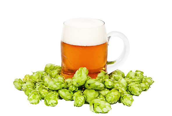 포토 JPG 해외이미지 식물 음료 음식 백그라운드 잎 농업 재료 자연 유리 맥주 사람없음 초록색 노란색 거품 성장 흰색 신선 투명 액체 황금 덩굴 원뿔 내추럴 양조장 해외202004 해외포토 도형 산업 컬러 재질 주류 생태계 파일형식 이미지허브