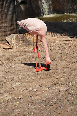 포토 JPG 해외이미지 동물 응시 공원 야생동물 분홍색 날개 자연 조류 생물 동물원 서기 풍경 사람없음 야외 물 여름 컬러풀 햇빛 장미 연못 우아함 큼 플라밍고 깃털 부리 목 길이 내추럴 단아함 동물상 이국적 해외202004 해외포토 자연요소 시선 계절 공공시설 꽃 컬러 컨셉 모션 신체부위 태양 조형물 크기 생태계 파일형식 이미지허브