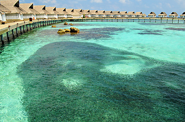 포토 JPG 해외이미지 동물 야생동물 바다 여행 자연 휴가 어류 사람없음 물 파란색 햇빛 태양 수중 작음 인도인 내추럴 해외202004 해외포토 자연요소 외국인 컬러 동양인 수중동물 크기 생태계 파일형식 이미지허브