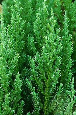 포토 JPG 해외이미지 나무 식물 계절 공원 백그라운드 잎 크리스마스 꽃무늬 패턴 태국 자연 추상 새로움 사람없음 야외 초록색 환경 정원 봄 활발 나뭇가지 신선 소나무 닫기 숲 허브 묘사 유기농 질감 상록수 침엽수 내추럴 해외202004 해외포토 웰빙 공공시설 기념일 꽃 아시아 컬러 컨셉 무늬 모션 생태계 파일형식 이미지허브