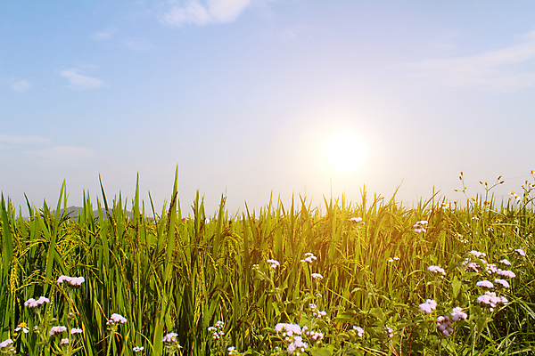 포토 JPG 해외이미지 식물 아시아 문화 음식 여행 백그라운드 농업 태국 자연 하늘 밥 산 동양인 풍경 사람없음 초록색 파란색 농장 계곡 중국 수확 시골 낟알 베트남 논밭 밭일 해외202004 해외포토 나라 산업 컬러 밭 논 인종 동남아시아 생태계 파일형식 이미지허브