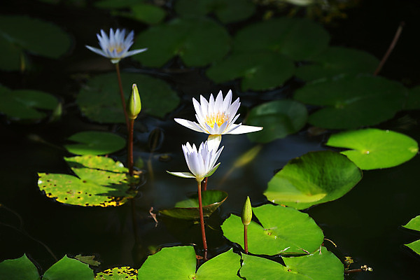 포토 JPG 해외이미지 식물 응시 공원 꽃잎 꽃 아시아 호수 백그라운드 꽃무늬 자연 연꽃 사람없음 초록색 물 여름 정원 중국 벚꽃 흰색 내추럴 이국적 해외202004 해외포토 자연요소 시선 계절 공공시설 나라 컬러 무늬 생태계 파일형식 이미지허브