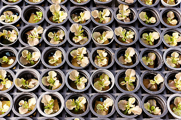 포토 JPG 해외이미지 식물 산업 문화 음식 잎 밭 농업 채소 건강 사람없음 초록색 농작물 농장 농경지 정원 샐러드 수확 성장 신선 유기농 원예 날것 시스템 밭일 온실 줄서기 채식주의자 세련 해외202004 해외포토 웰빙 컬러 모션 취미 채식 파일형식 이미지허브