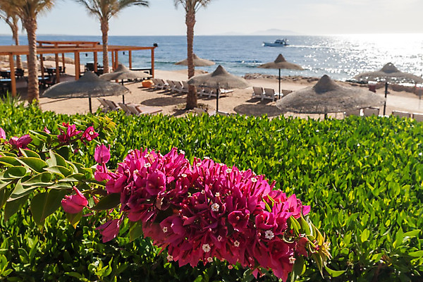 포토 JPG 해외이미지 나무 모래 바다 여행 의자 우산 아프리카 자연 하늘 호텔 휴가 휴식 이집트 손바닥 풍경 사람없음 야외 빨간색 물 여름 파란색 햇빛 맑음 만 뜨거움 개화 휴게실 고급 갑판 휴양지 암초 석호 이국적 전경 해외202004 해외포토 자연요소 식물 손 계절 꽃 나라 컬러 가구 컨셉 배_교통 숙소 날씨 태양 장소 생태계 파일형식 탑뷰 이미지허브