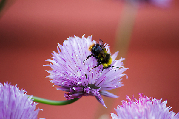 포토 JPG 해외이미지 식물 한마리 꽃잎 꽃 음식 줄기 곤충 백그라운드 잎 밭 농업 날개 채소 자연 양파 사람없음 야외 세로 초록색 여름 보라색 벚꽃 고명 양념 소프트포커스 수분 자주색 벌 다발 허브 향신료 유기농 날것 꽃가루 채소밭 꽃수술 채식주의자 호박벌 해외202004 해외포토 동물 1 웰빙 계절 산업 컬러 촬영기법 벌_곤충 가루 생태계 채식 향미료 파일형식 이미지허브