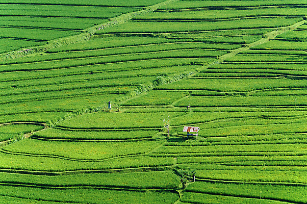 포토 JPG 해외이미지 아시아 밥 동양인 사람없음 초록색 농경지 발리 인도네시아 논밭 해외202004 해외포토 나라 음식 컬러 섬 밭 논 인종 농장 파일형식 이미지허브