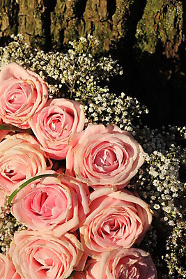 포토 JPG 해외이미지 백그라운드 사람없음 장미 연분홍색 해외202004 해외포토 꽃 분홍색 파일형식 이미지허브